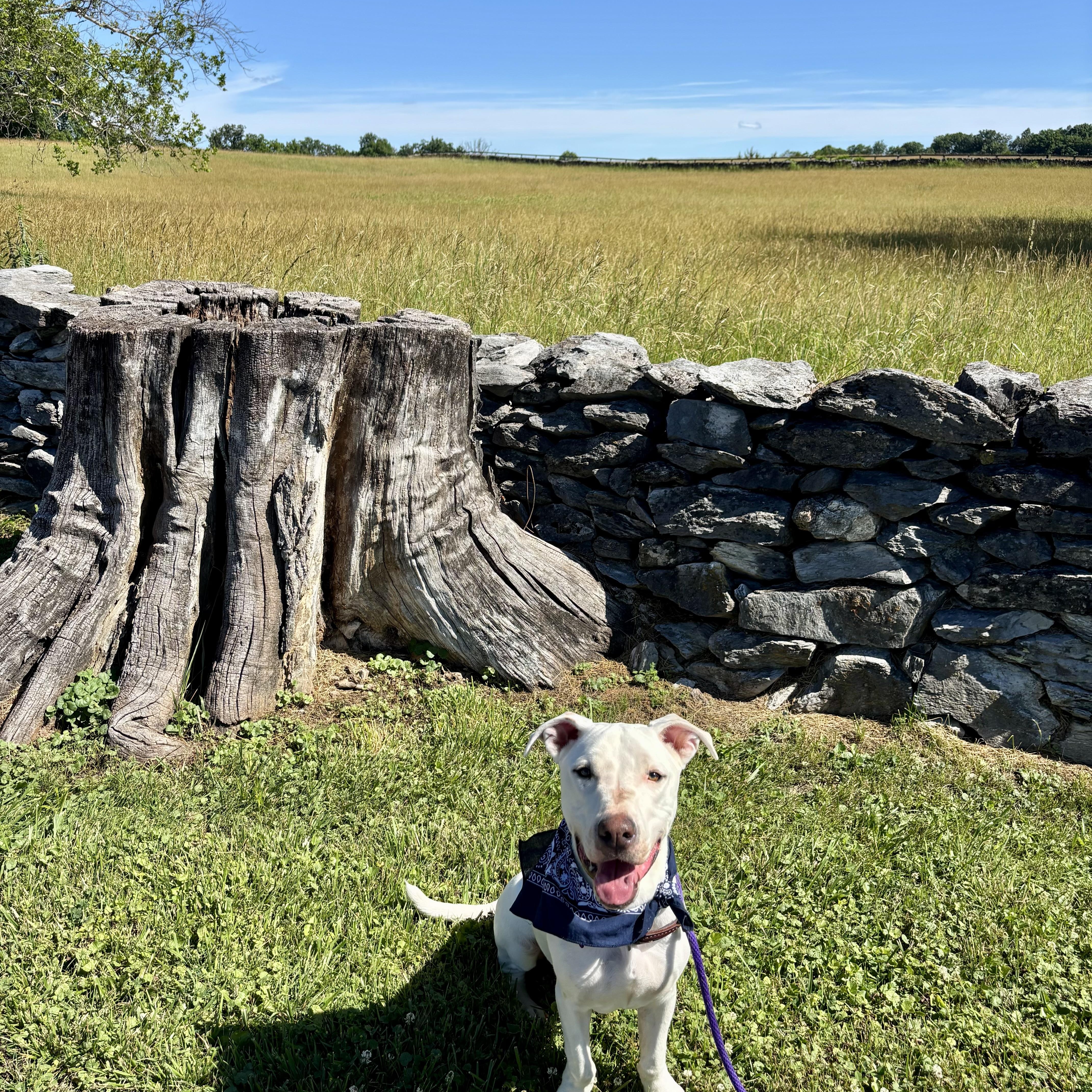 A young medium-sized male White / Cream Labrador Retriever dog named Happy for adoption in High View, WV