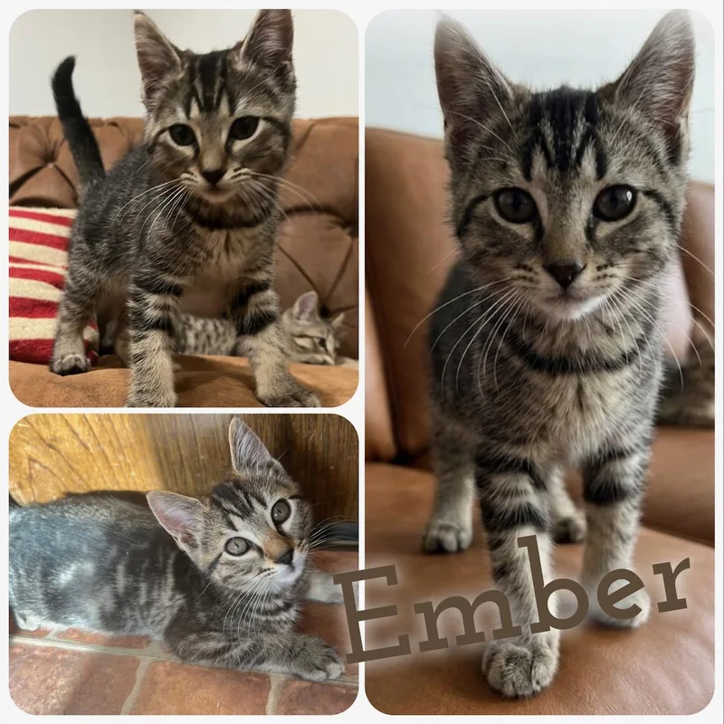 A baby small-sized female Tabby (Brown / Chocolate) Domestic Short Hair cat named Ember for adoption in Hollister, CA