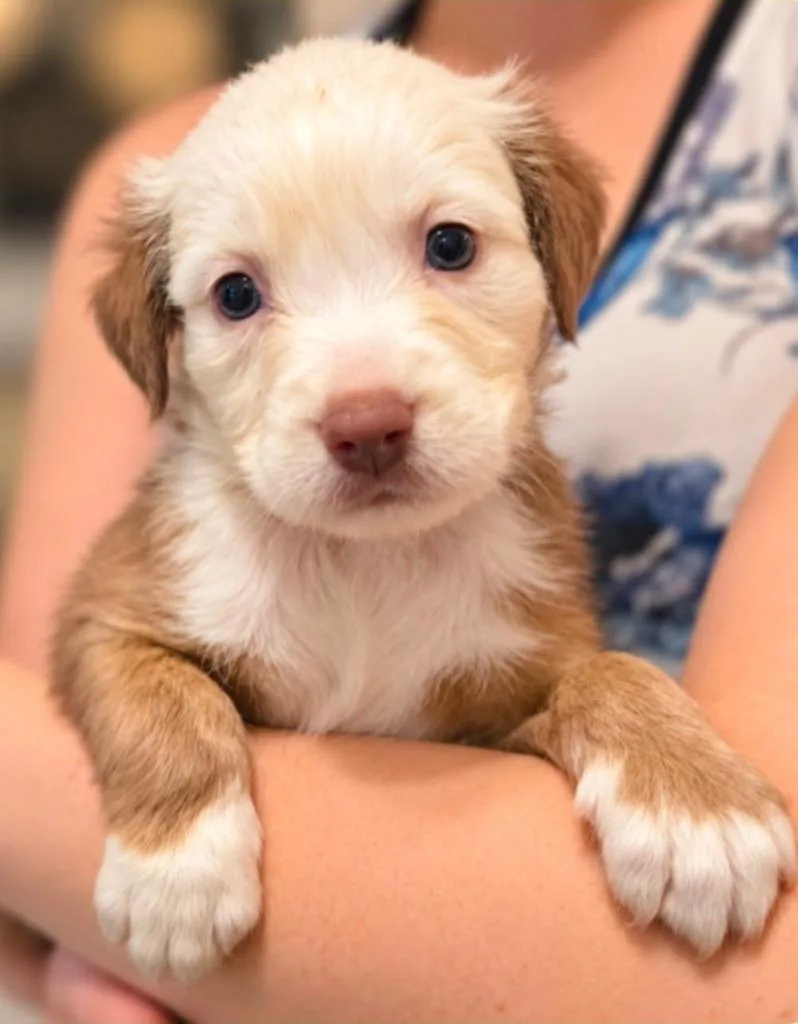 A baby medium-sized female Labrador Retriever dog named Skelly Bean for adoption in El Dorado, AR