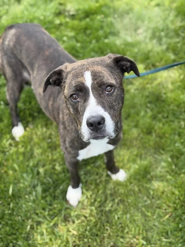 An adult medium-sized female Boxer dog named Izzy for adoption in Lancaster, OH