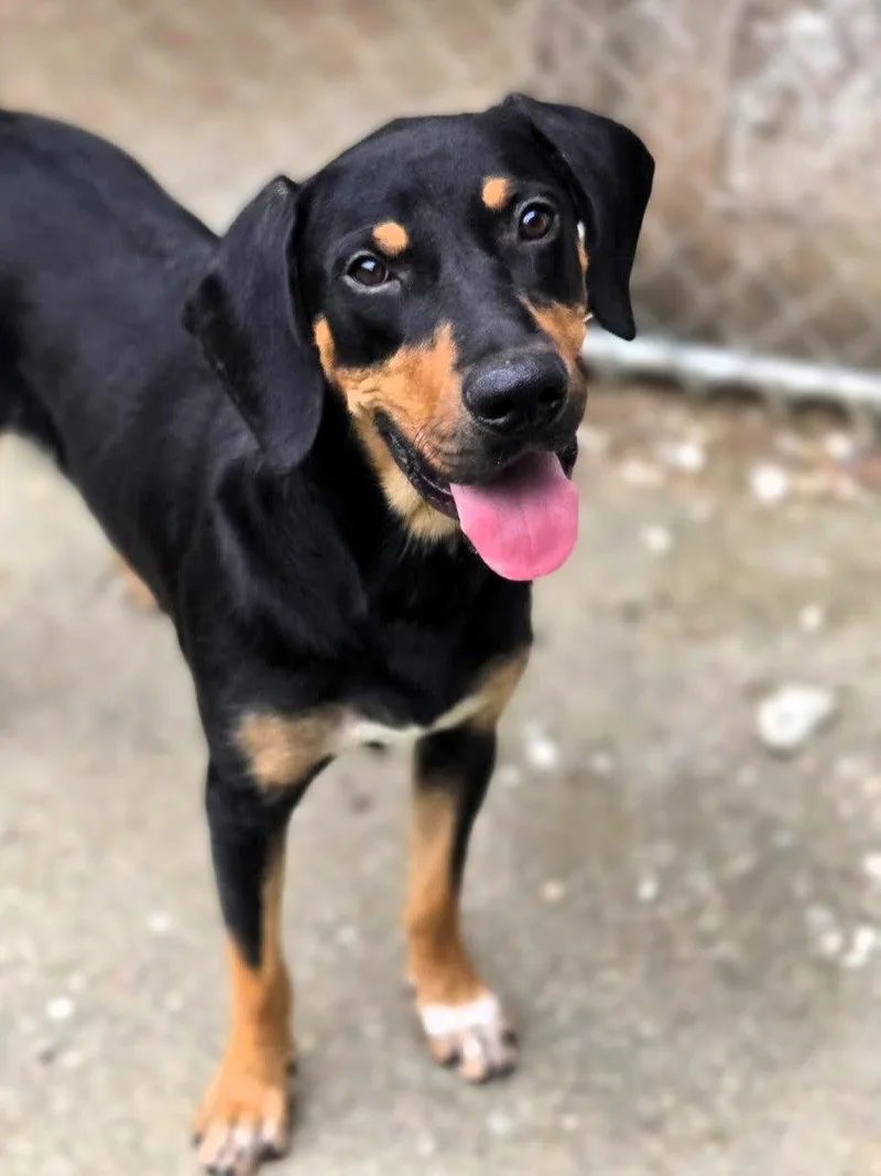 A young medium-sized male Mixed Breed dog named Jackson for adoption in Chatsworth, GA