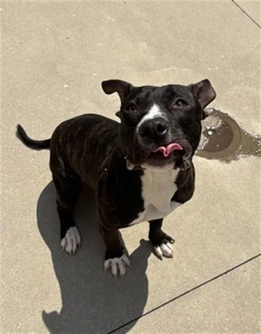 A young medium-sized male Pit Bull Terrier dog named Wallace for adoption in Dayton, OH