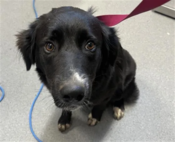 An adult large-sized female Border Collie dog named Dot for adoption in Olivehurst, CA