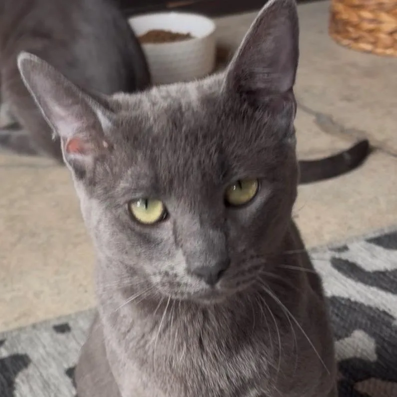 A young medium-sized male Gray / Blue / Silver Domestic Short Hair cat named Castiel for adoption in San Diego, CA