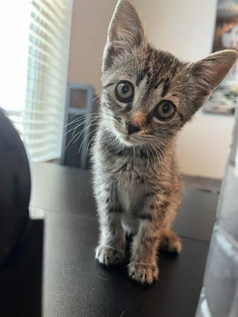 A baby small-sized female Domestic Short Hair cat named Samantha for adoption in Charlotte, NC