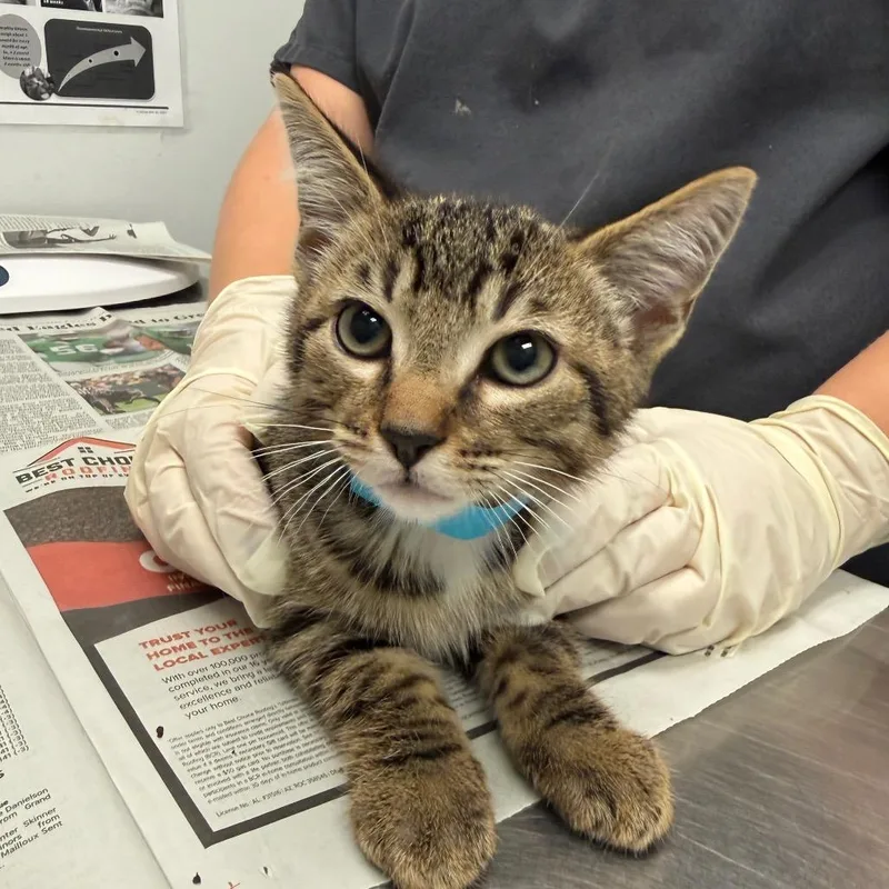 A baby small-sized male Brown / Chocolate Domestic Short Hair cat named Prince Charming for adoption in Jacksonville, FL