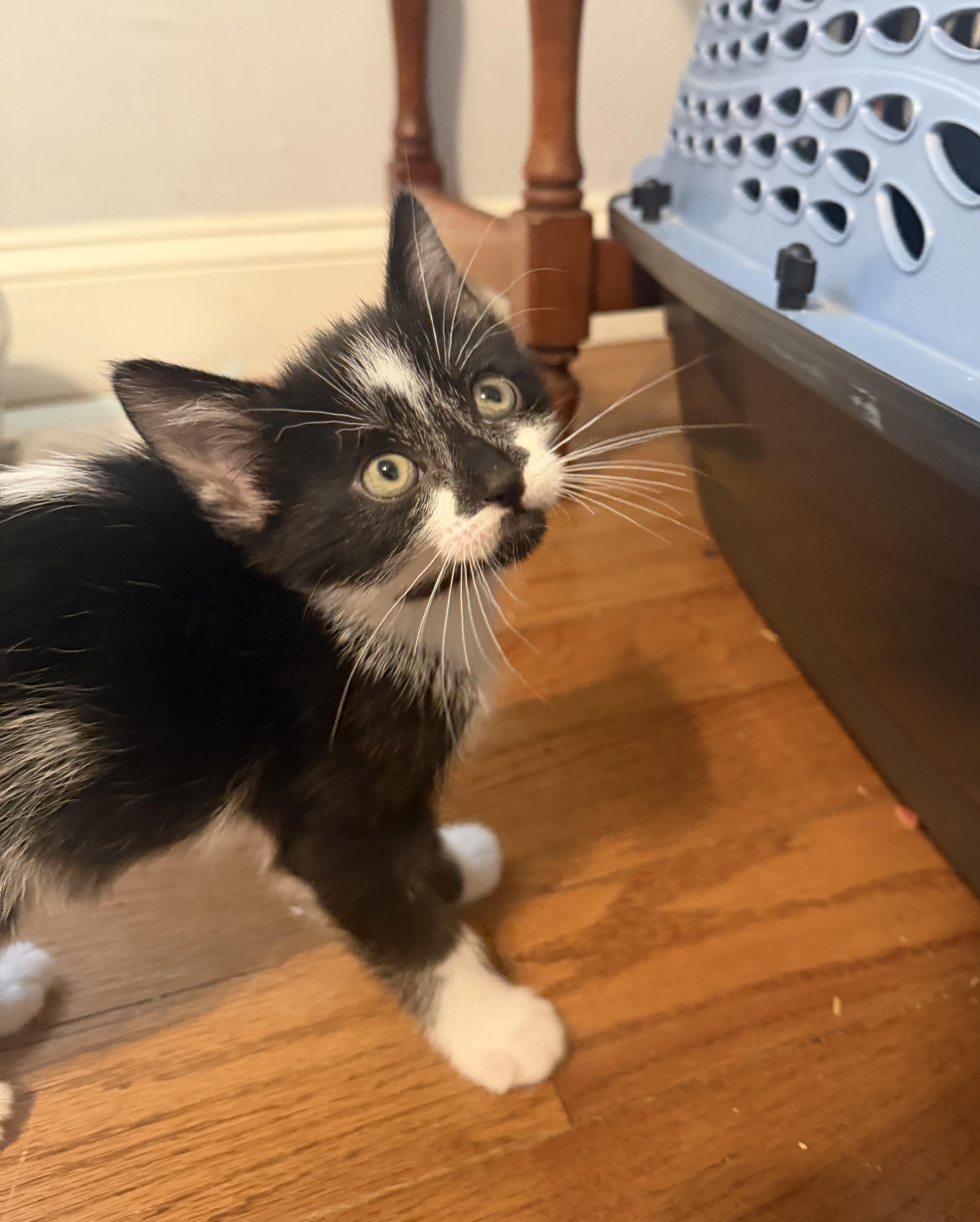 A baby medium-sized female Black & White / Tuxedo Domestic Short Hair cat named Zella for adoption in Chicago, IL