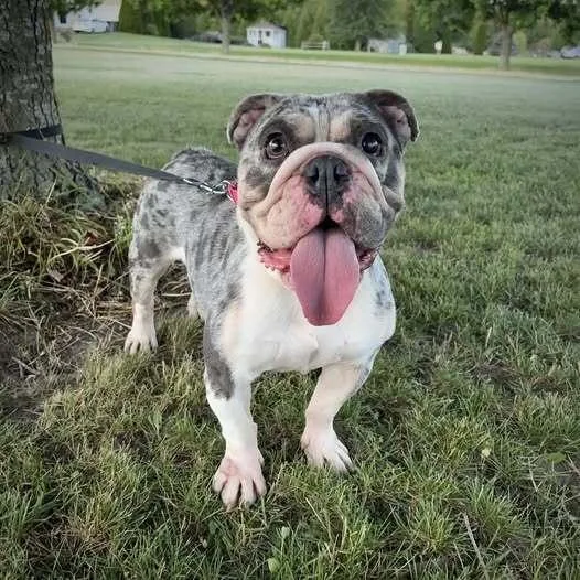 An adult large-sized female American Bulldog dog named Coralee for adoption in Milton, DE