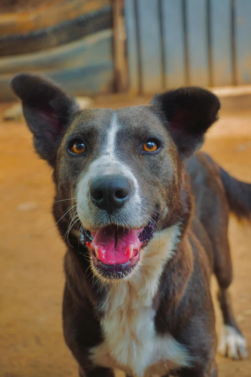 An adult medium-sized female Australian Shepherd dog named Fish for adoption in San Diego, CA