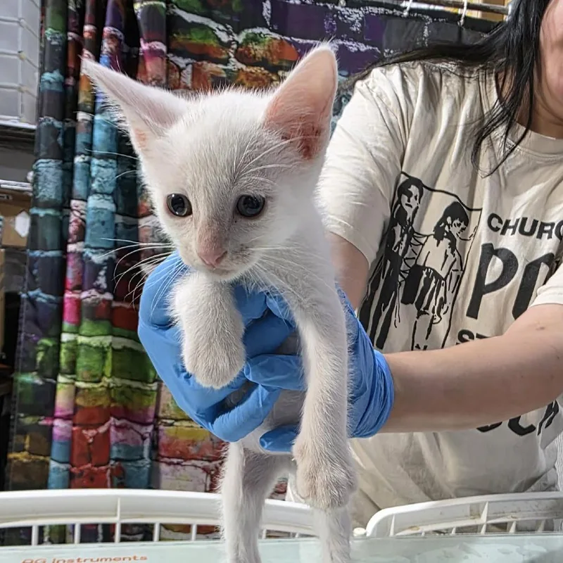 A baby small-sized male White Domestic Short Hair cat named Tallahassee for adoption in Amarillo, TX