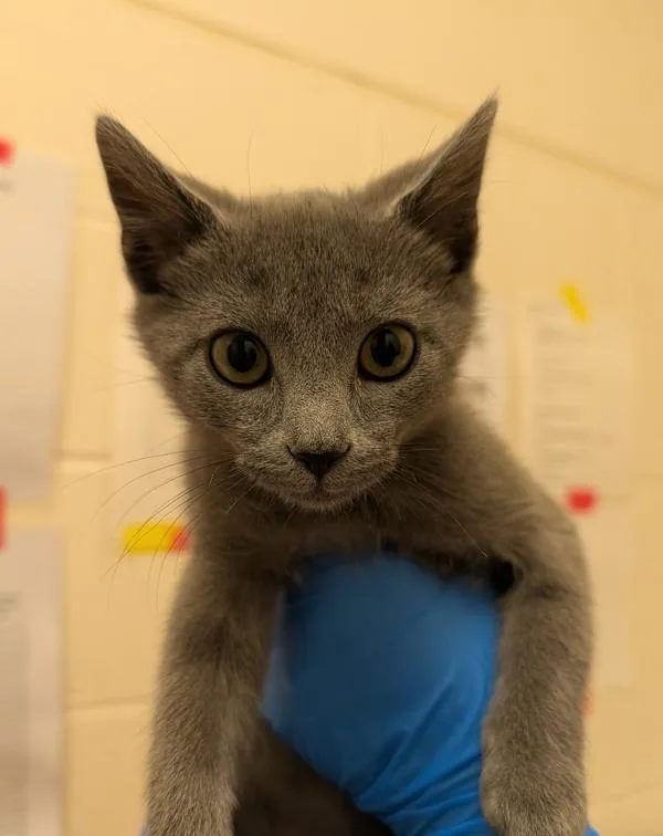 A baby small-sized male Domestic Short Hair cat named Mr. Darcy for adoption in Santa Rosa, CA