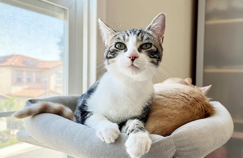 A young medium-sized male Tabby cat named Reindeer for adoption in Alameda, CA