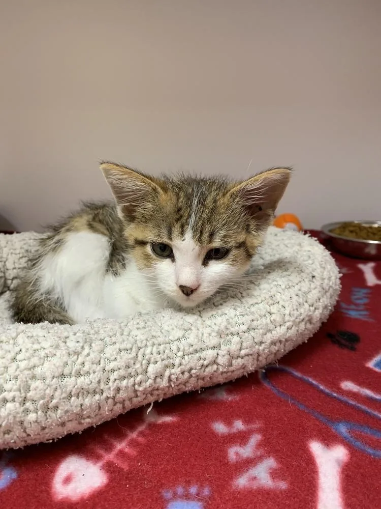 An adult small-sized female Domestic Short Hair cat named Kailee for adoption in Bolivar, MO