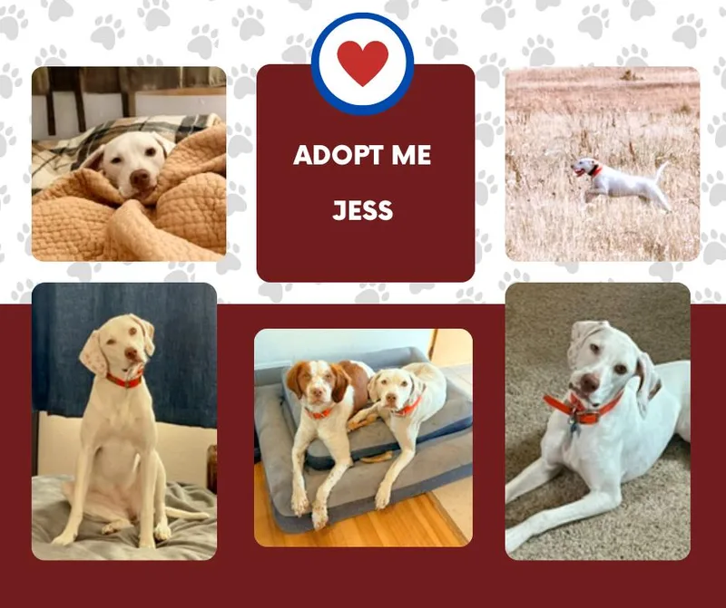 A young medium-sized female White / Cream English Pointer dog named Jess for adoption in Bridgeton, NJ