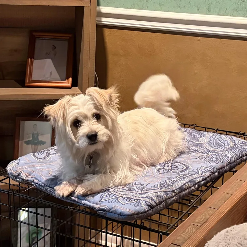 A young small-sized female White / Cream Mixed Breed dog named Mim for adoption in Rensselaer, NY