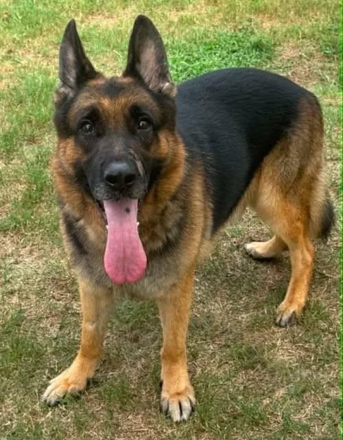 An adult large-sized male Bicolor German Shepherd Dog dog named Thor for adoption in Inverness, FL