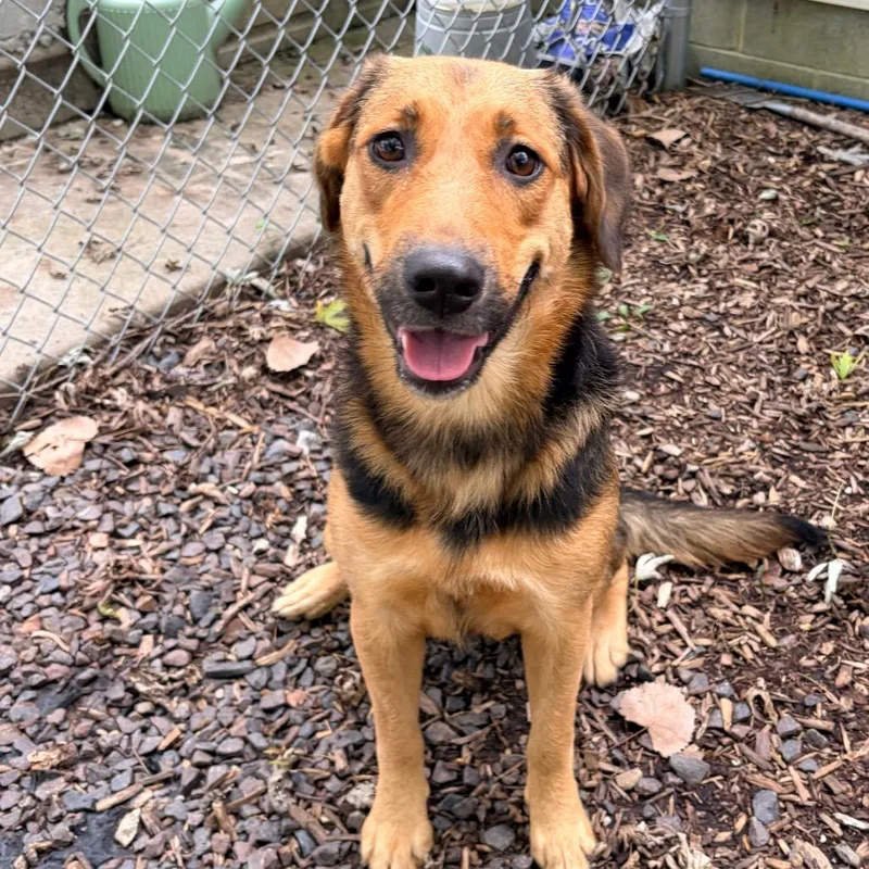 A young medium-sized female Shepherd dog named Faith for adoption in Belleville, IL