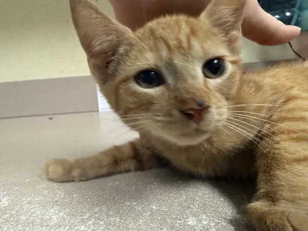 A baby small-sized male Domestic Short Hair cat named Indigo for adoption in Salisbury, MD