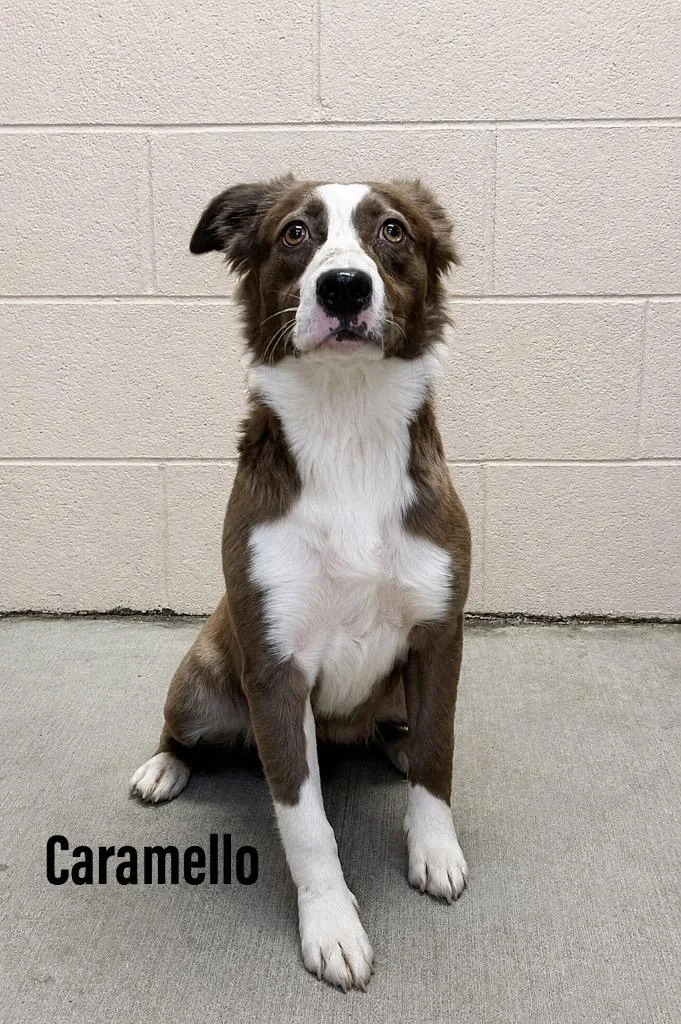 A young medium-sized female Australian Shepherd dog named Caramello for adoption in Clearfield, KY