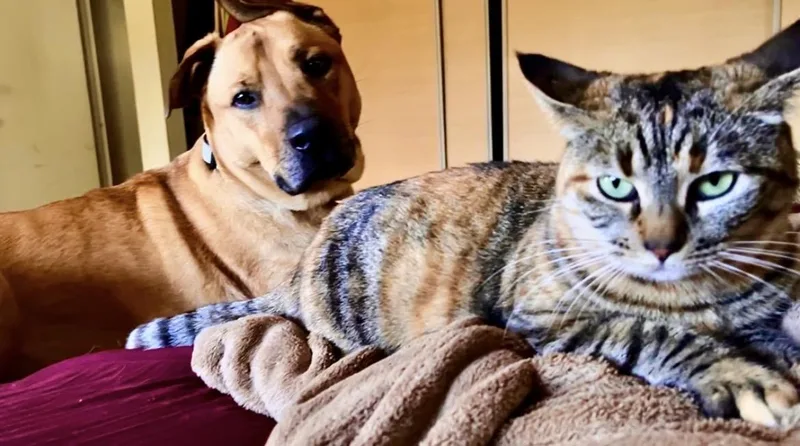 Oatmeal Cookievideo thumbnail 2