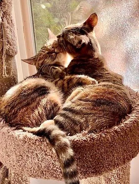 Oatmeal Cookievideo thumbnail 3