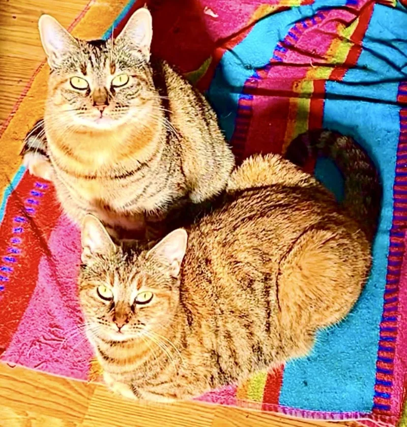 Oatmeal Cookievideo thumbnail 4