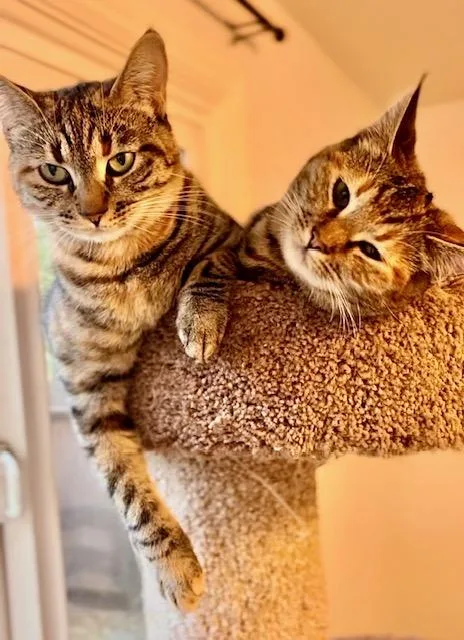 Oatmeal Cookievideo thumbnail 5