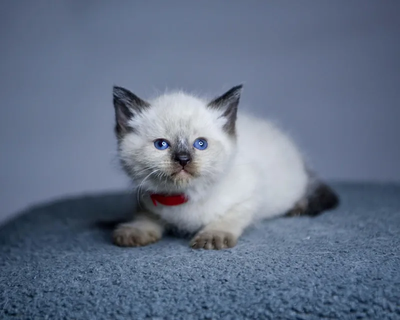 A baby small-sized female Siamese cat named Nova for adoption in Bethel Park, PA