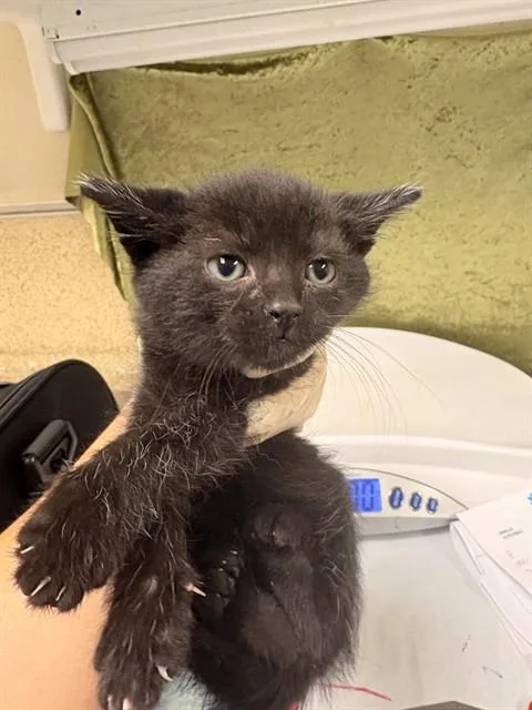 A baby medium-sized male Domestic Short Hair cat named Timmy for adoption in Riverside, CA
