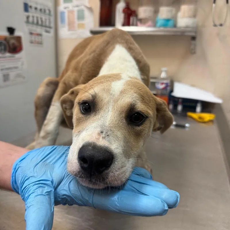 A young small-sized female Yellow / Tan / Blond / Fawn Hound dog named Loma for adoption in Birmingham, AL