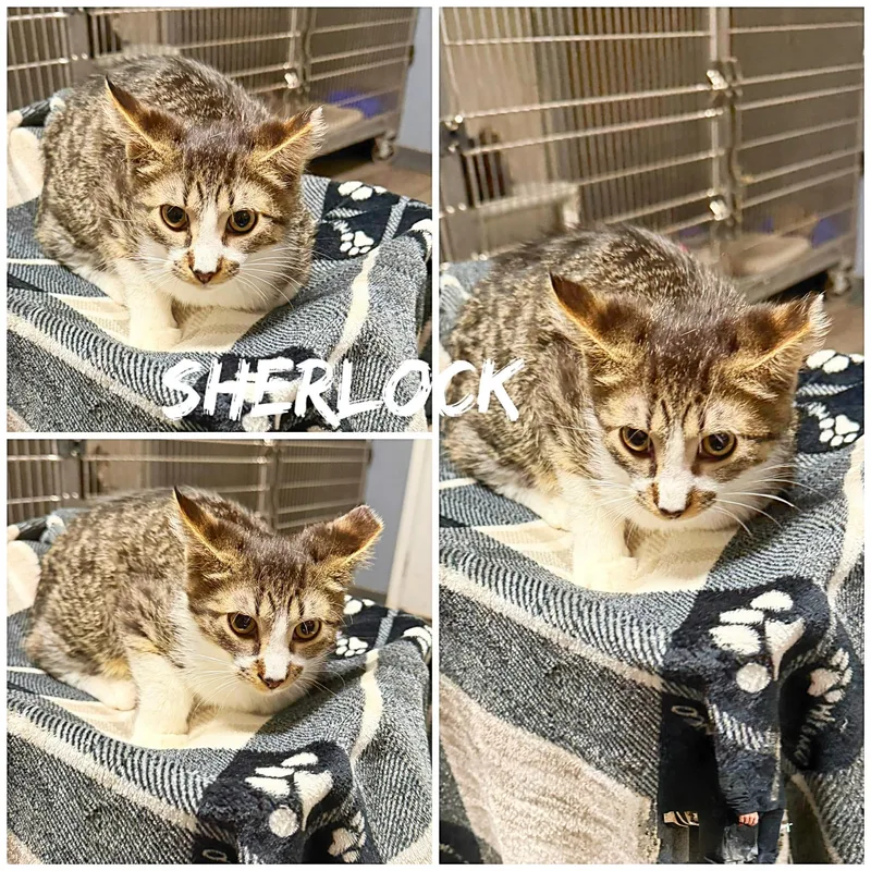 A young small-sized male Tabby (Gray / Blue / Silver) Domestic Short Hair cat named Sherlock for adoption in Saint James, MO