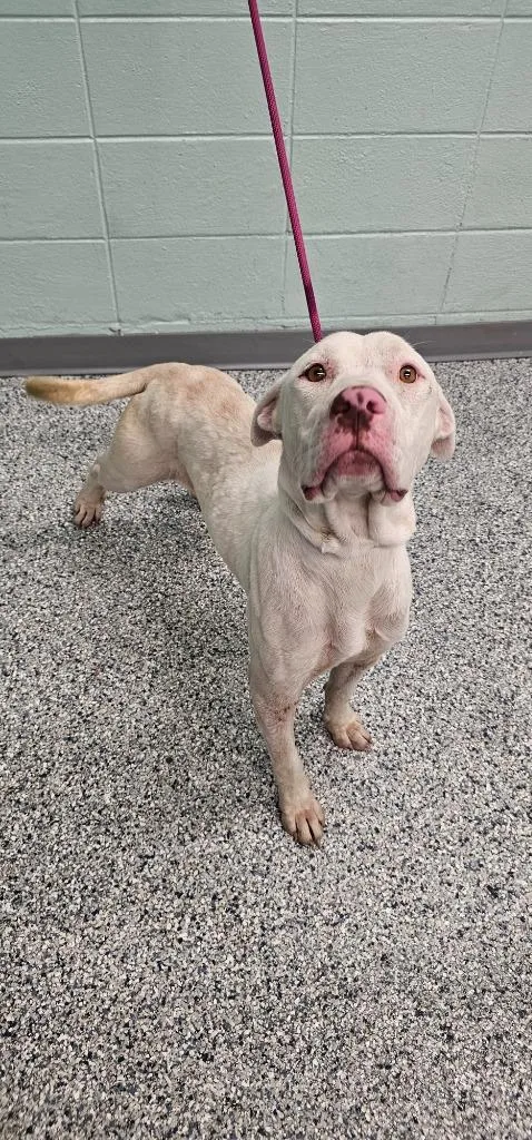 An adult large-sized male Terrier dog named Diego for adoption in Athens, TN