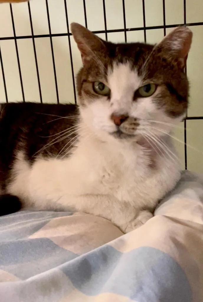 A senior large-sized male Domestic Short Hair cat named Baxter for adoption in Westfield, NY