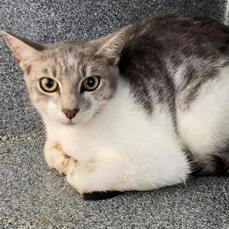 A young small-sized female White Domestic Short Hair cat named Mandarina for adoption in West Palm Beach, FL