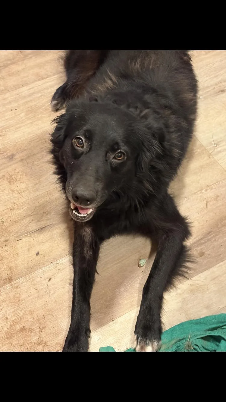 A young medium-sized female Border Collie dog named Stormy for adoption in Paradise, TX