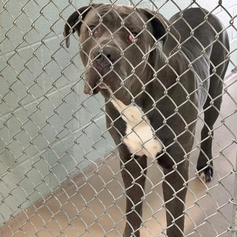 A baby small-sized male Gray / Blue / Silver Cane Corso dog named S for adoption in Newark, NJ