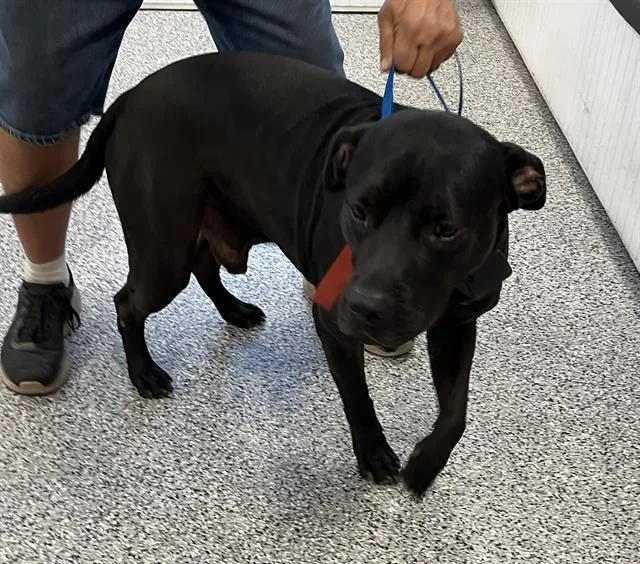 An adult large-sized male Mixed Breed dog named Laslo for adoption in Palmetto, FL