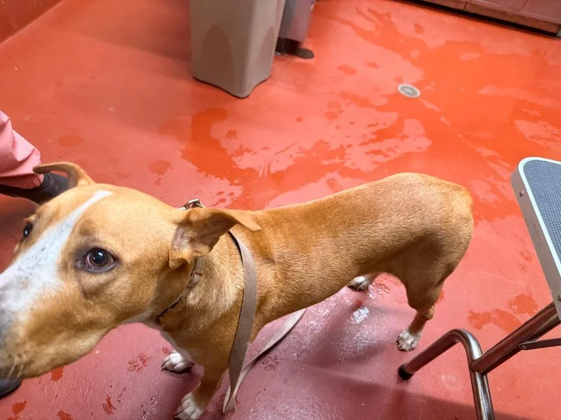A young large-sized female Mixed Breed dog named Shy for adoption in Douglasville, GA