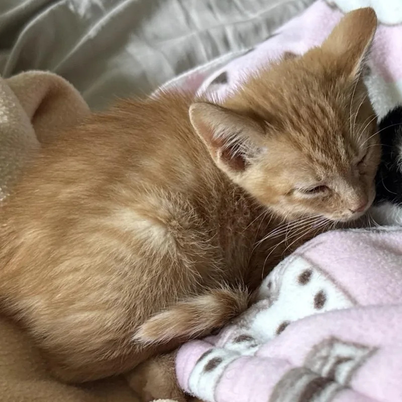 A young medium-sized male Orange / Red American Shorthair cat named Theo for adoption in Fayetteville, NC