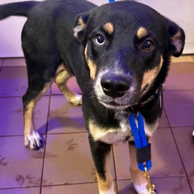 A young small-sized female Black Mixed Breed dog named TX Drizella for adoption in Port Washington, NY