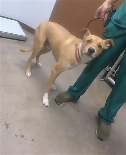 An adult large-sized male German Shepherd Dog dog named Goober for adoption in Phoenix, AZ