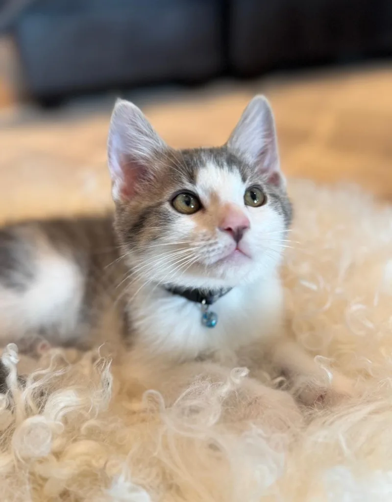 A baby medium-sized male Gray & White Domestic Short Hair cat named Trea for adoption in Clayton, NJ