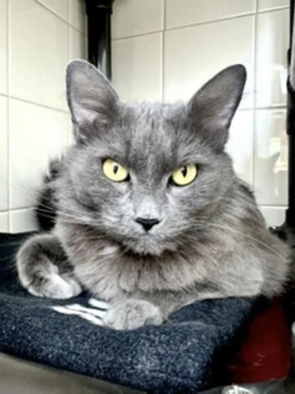 An adult small-sized female Domestic Medium Hair cat named Milly for adoption in Healdsburg, CA