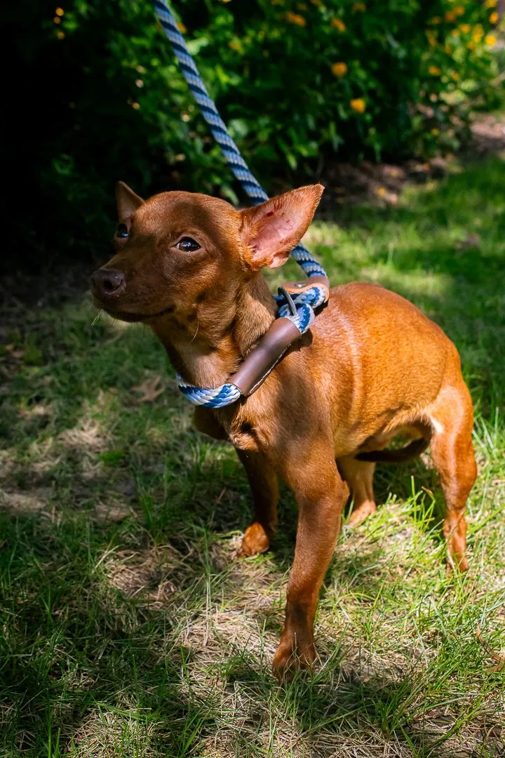 An adult small-sized male Chihuahua dog named Titan for adoption in Houston, TX