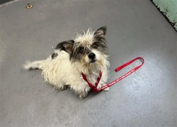 An adult small-sized female Terrier dog named Chloe for adoption in Antioch, CA