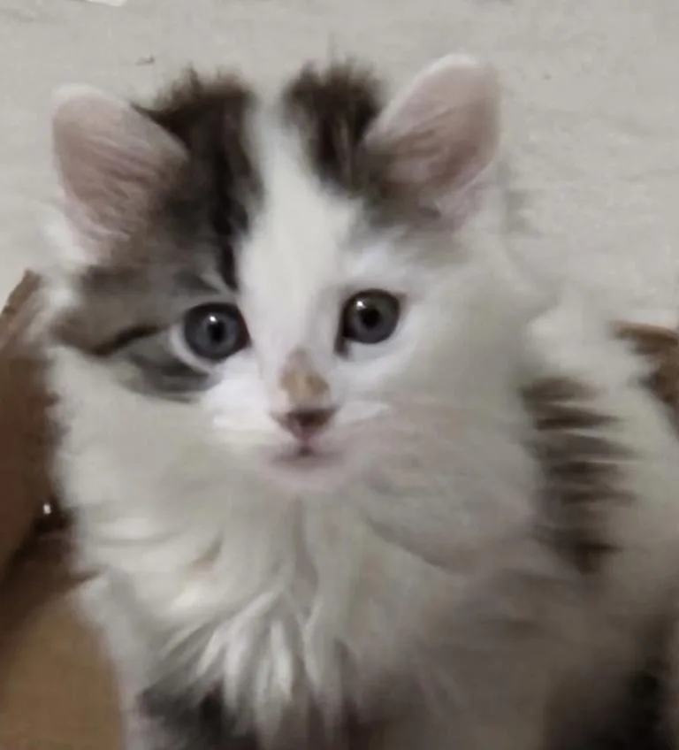 A baby medium-sized female Tabby (Gray / Blue / Silver) Domestic Long Hair cat named Jazzie for adoption in Harvey, LA
