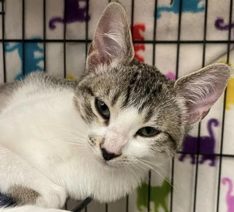 A young medium-sized female Tabby (Brown / Chocolate) American Shorthair cat named Hazel for adoption in Vacaville, CA