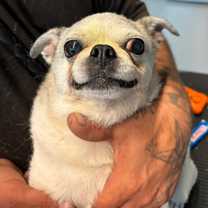 A senior small-sized female White / Cream Mixed Breed dog named Mayonnaise for adoption in Huntington, WV