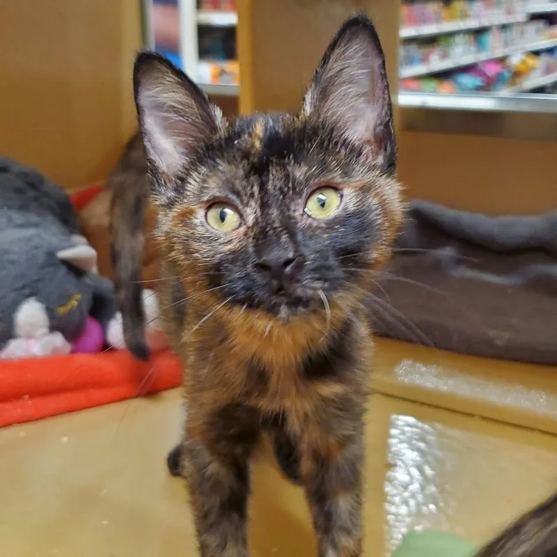 A baby small-sized female Tortoiseshell Domestic Short Hair cat named Allison for adoption in Hemet, CA