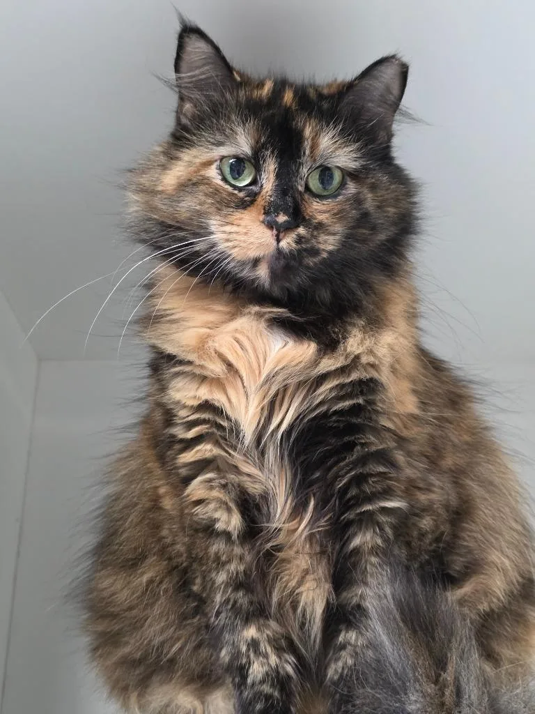 An adult medium-sized female Domestic Long Hair cat named Hermionie for adoption in Huntington, IN